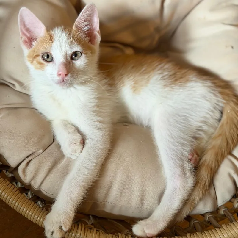 A baby small-sized male White Domestic Short Hair cat named Nacho Problem for adoption in Middle Village, NY