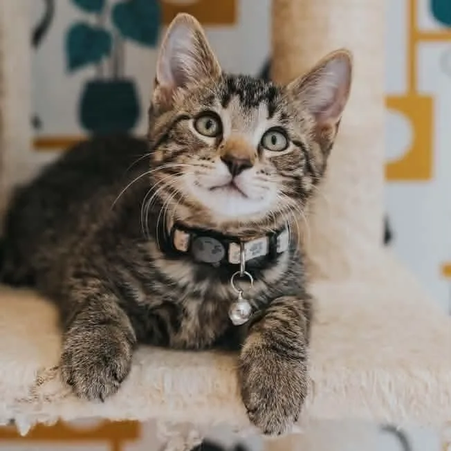 A baby medium-sized male Tabby (Brown / Chocolate) Domestic Short Hair cat named Hanuman for adoption in Kentwood, MI
