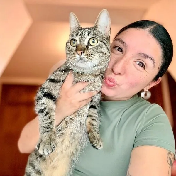 An adult medium-sized female Tabby (Brown / Chocolate) Tabby cat named Jaxie Pie for adoption in Friendswood, TX