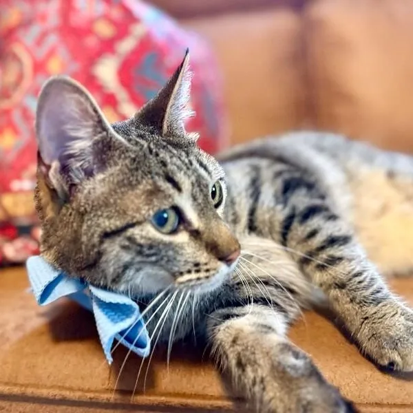 Jaxie Pie thumbnail 2