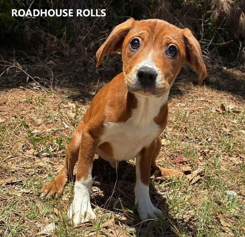 A baby medium-sized male Red / Chestnut / Orange Hound dog named Roadhouse Rolls for adoption in Washington, GA