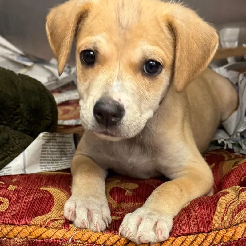 A baby small-sized female Yellow / Tan / Blond / Fawn Terrier dog named Darla for adoption in Birmingham, AL