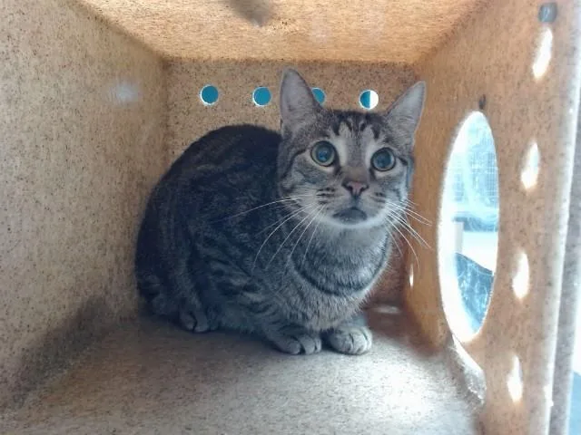 An adult medium-sized female Domestic Short Hair cat named Baby Girl for adoption in Albuquerque, NM