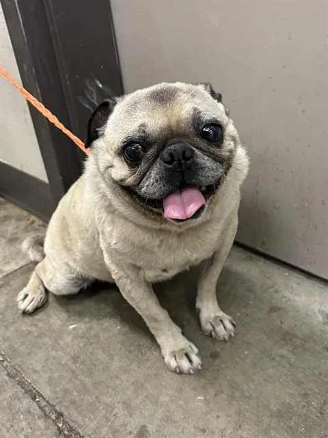 An adult small-sized male Pug dog named Frank for adoption in Ontario, CA