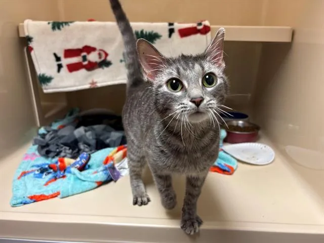 A young small-sized female Domestic Short Hair cat named Sidney for adoption in Fort Wayne, IN