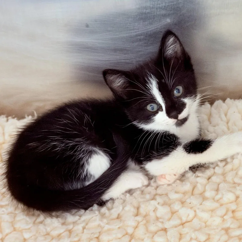 A baby small-sized female Black Domestic Short Hair cat named Jelly for adoption in Oakland, CA