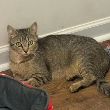 A young small-sized female Brown / Chocolate Domestic Short Hair cat named Petunia for adoption in Chattanooga, TN
