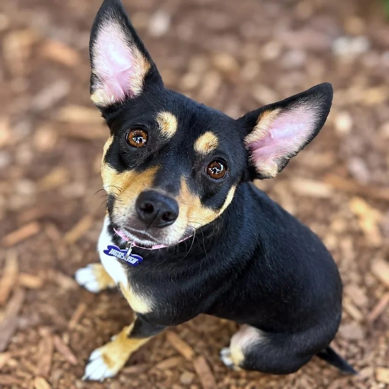 An adult medium-sized female Black Rat Terrier dog named Fluttershy for adoption in Boerne, TX