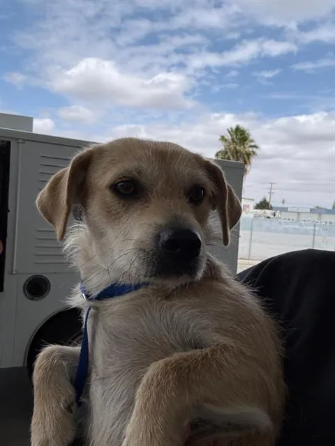 A young small-sized female Terrier dog named Kisses for adoption in Bakersfield, CA