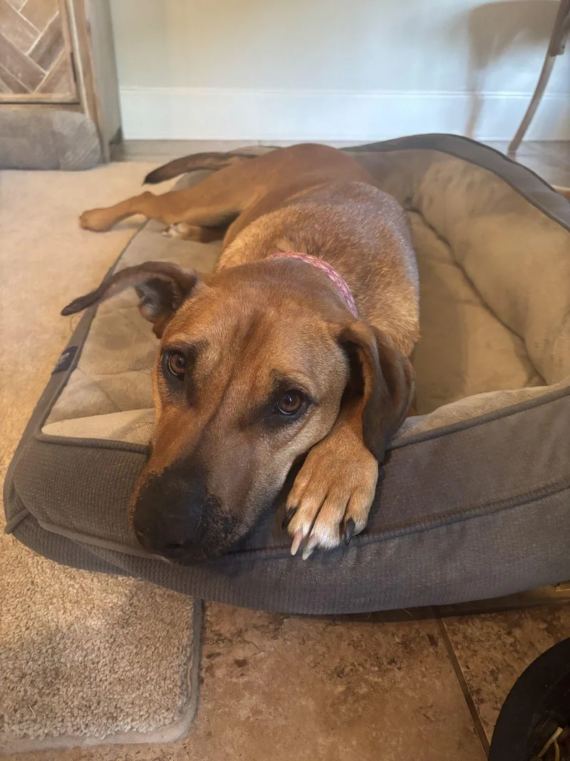 A young medium-sized female Mountain Cur dog named Zcldlady Rowdy Bear for adoption in Horn Lake, MS