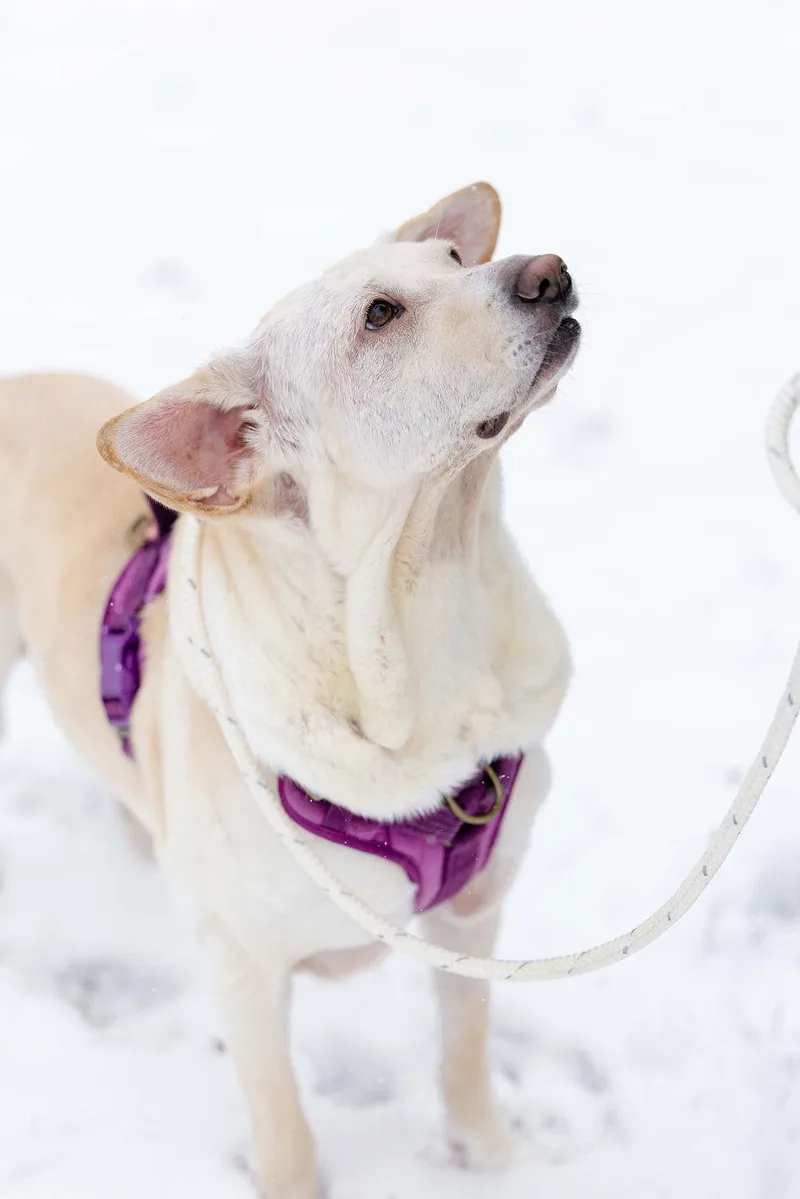 An adult medium-sized female Apricot / Beige Yellow Labrador Retriever dog named Mazzy Star for adoption in Whitewater, WI