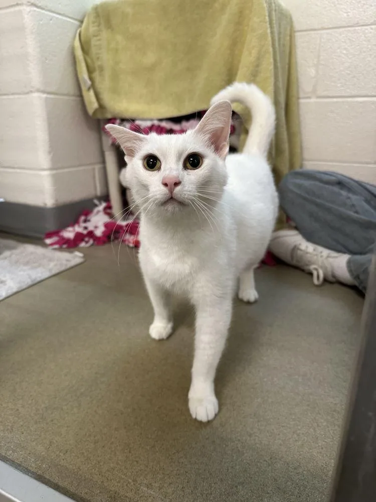 An adult small-sized female White Domestic Short Hair cat named Sauvignon Blanc for adoption in Alexandria, VA
