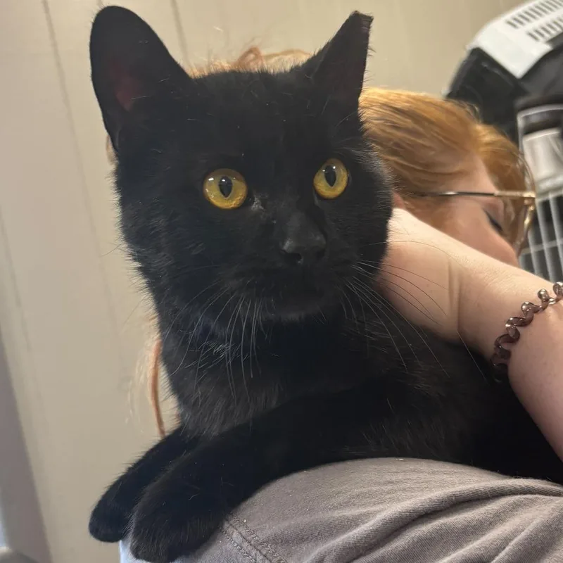 An adult medium-sized male Black Domestic Short Hair cat named Gorlock for adoption in Newark, DE