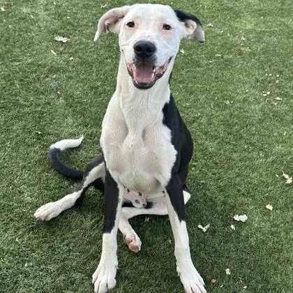 A young large-sized male Great Dane dog named Rookie for adoption in Red Bluff, CA