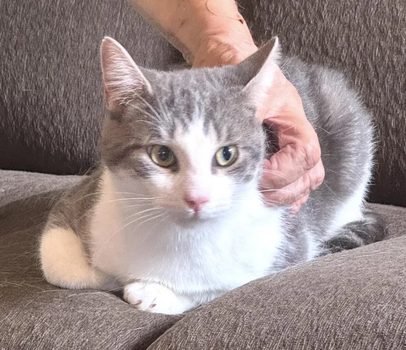 A young medium-sized male Gray & White Domestic Short Hair cat named Milo for adoption in Staten Island, NY