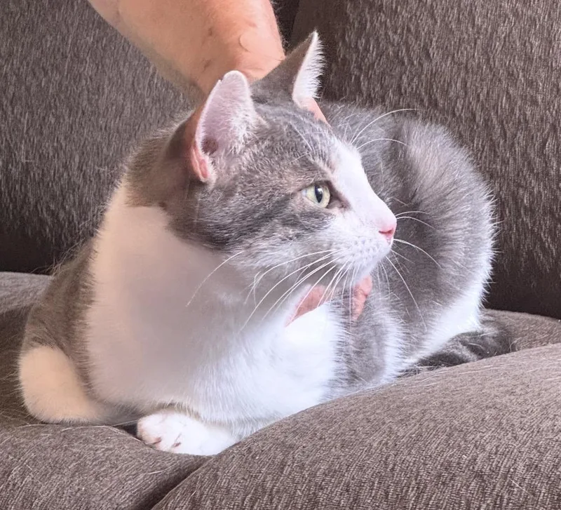 Milo thumbnail 2