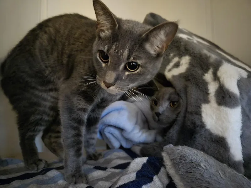 A young medium-sized male American Shorthair cat named Bruce for adoption in Skippack, PA