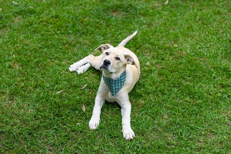 A baby large-sized male Yellow / Tan / Blond / Fawn Mixed Breed dog named Tommy for adoption in BONIFAY, FL