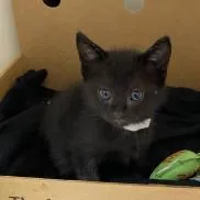 A baby medium-sized female Black Domestic Short Hair cat named Morticia for adoption in Tampa, FL