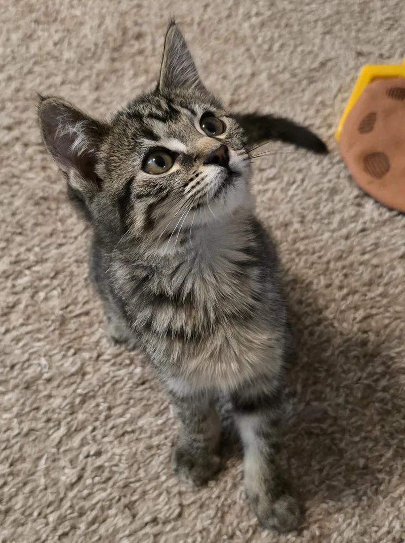 A baby medium-sized female Tabby (Brown / Chocolate) Domestic Short Hair cat named Amana for adoption in Othello, WA