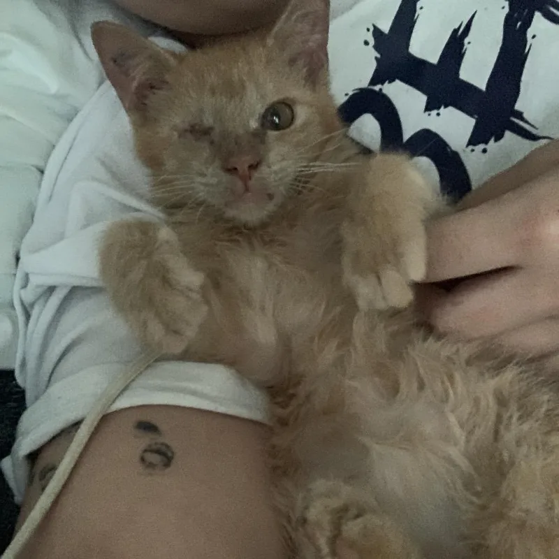 A baby small-sized male Orange / Red Domestic Short Hair cat named Lowkey for adoption in Austin, TX