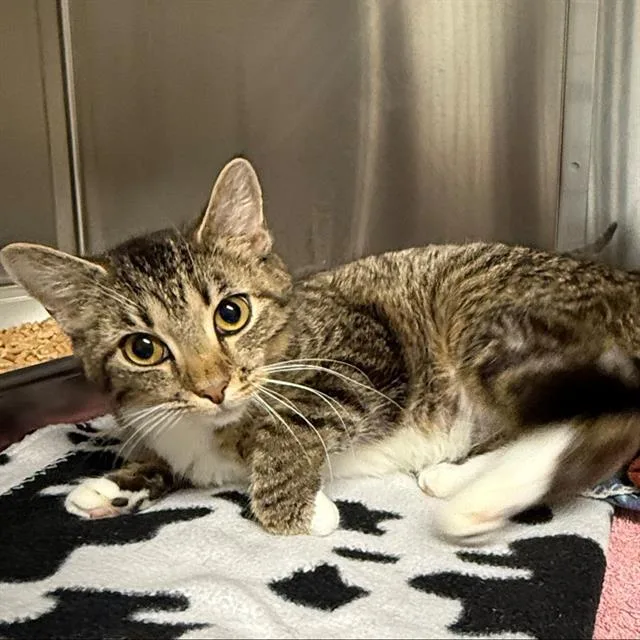 A young small-sized female Domestic Short Hair cat named Leia for adoption in Centerville, MA