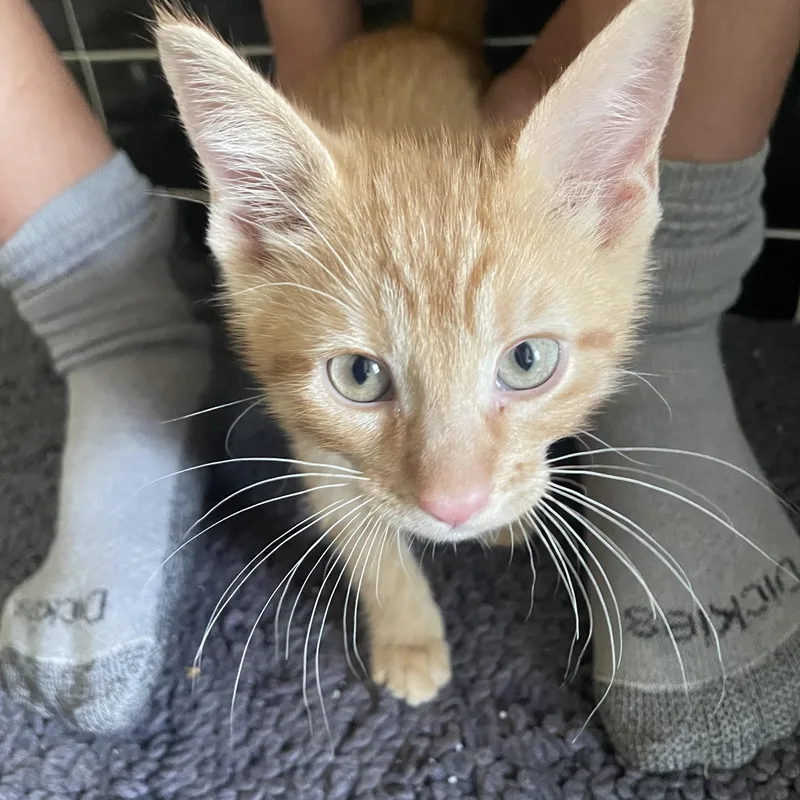 A baby medium-sized male Orange / Red Domestic Short Hair cat named Renny for adoption in Austin, TX