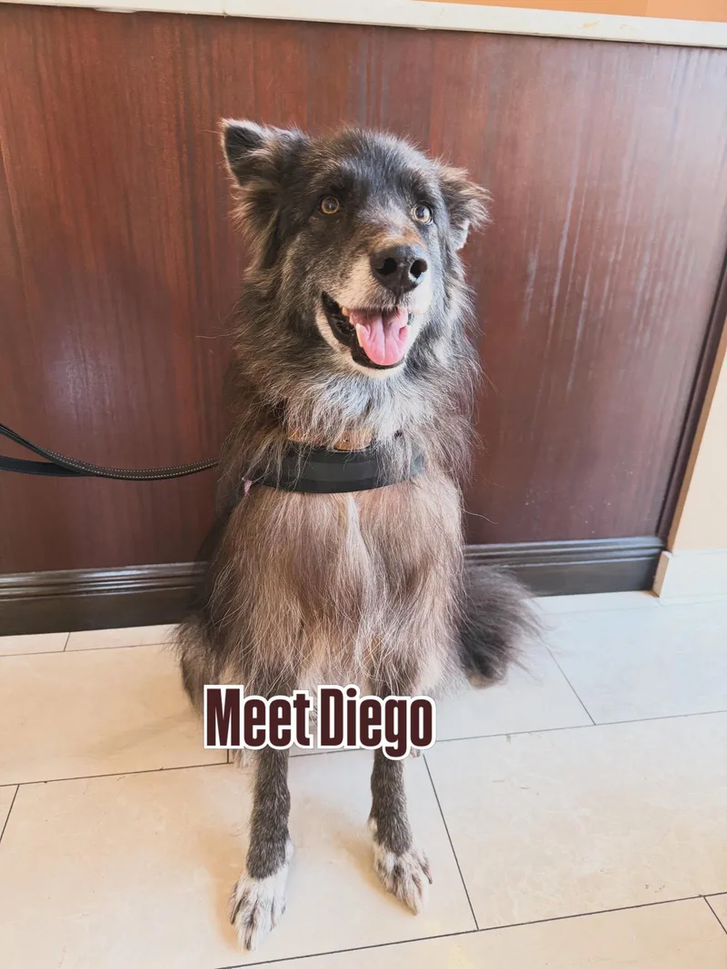 Diego thumbnail 3
