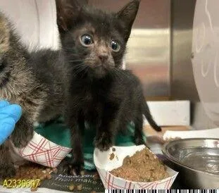 A young small-sized male Black Domestic Short Hair cat named Parker for adoption in Cincinnati, OH