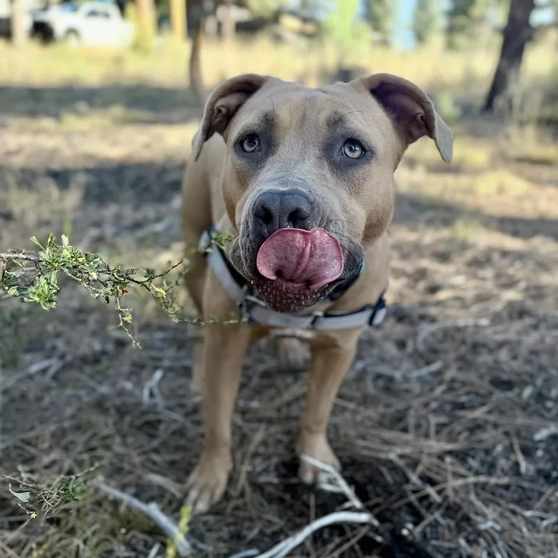 An adult medium-sized female Golden Mixed Breed dog named Marie for adoption in Truckee, CA