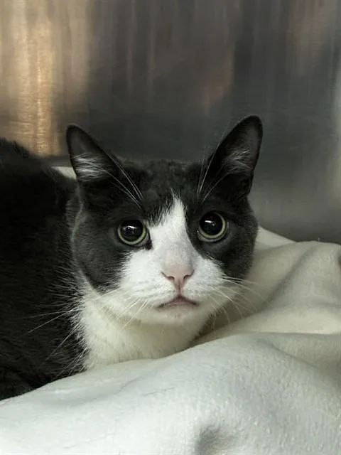 An adult medium-sized male Domestic Short Hair cat named Milo for adoption in Fort Lauderdale, FL