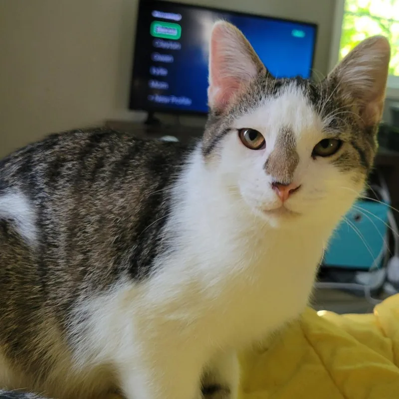 Wesley thumbnail 5