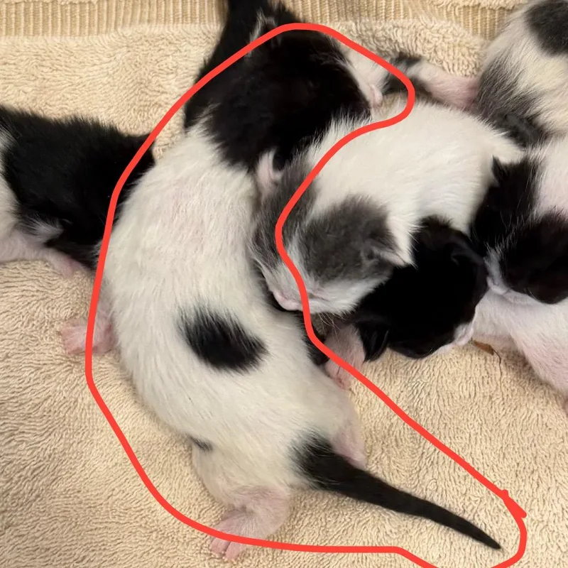 A baby small-sized male White Domestic Short Hair cat named Rae for adoption in Floresville, TX