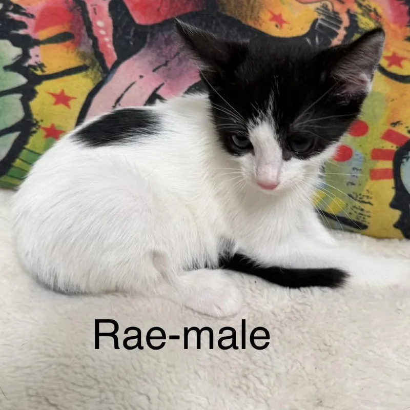 Rae thumbnail 3