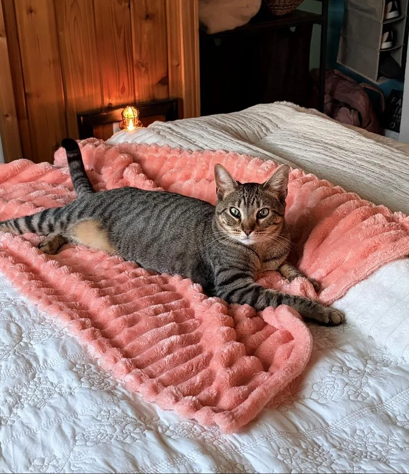 An adult medium-sized female Tabby (Buff / Tan / Fawn) Domestic Short Hair cat named Kale for adoption in Des Moines , WA