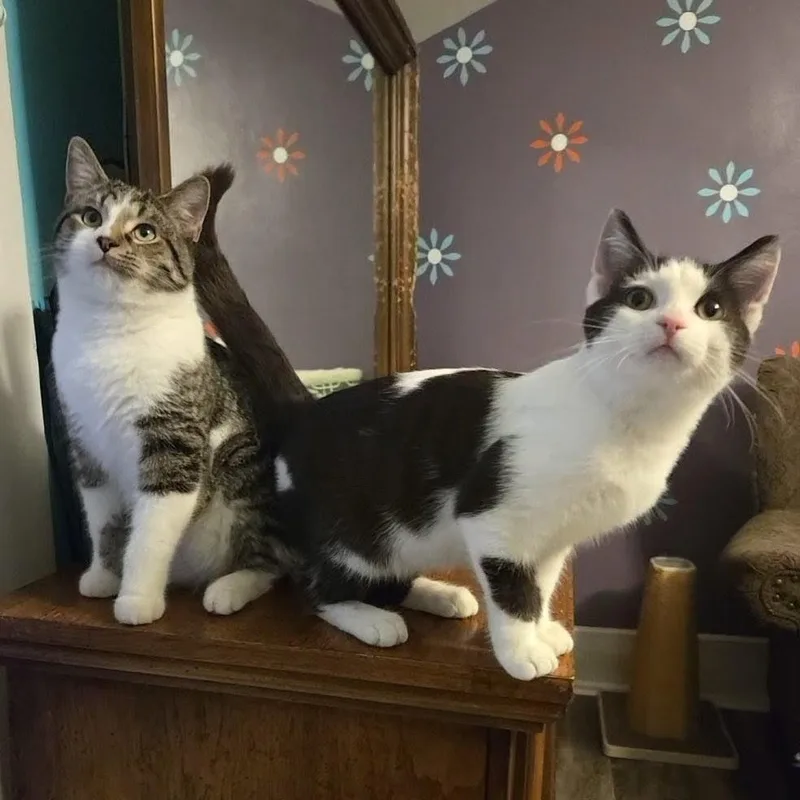 Flounder thumbnail 3