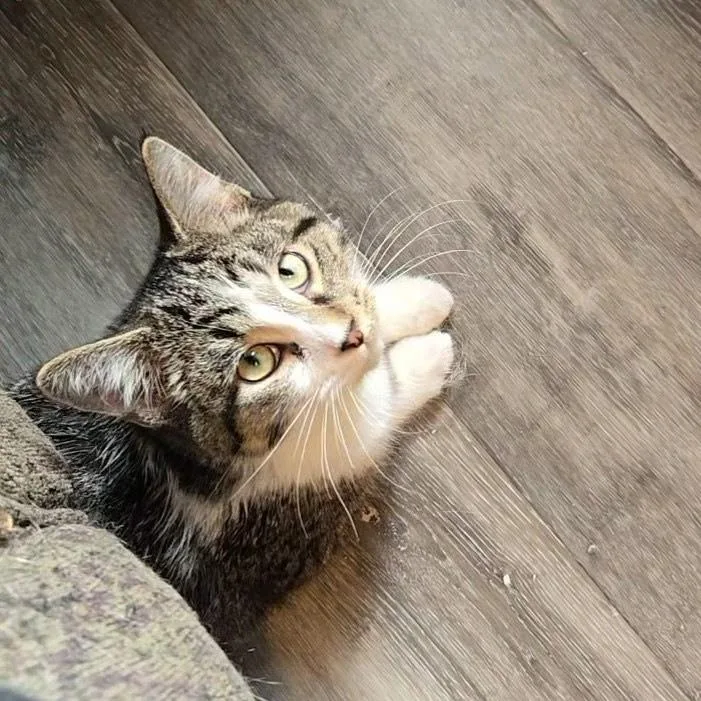 Flounder thumbnail 4