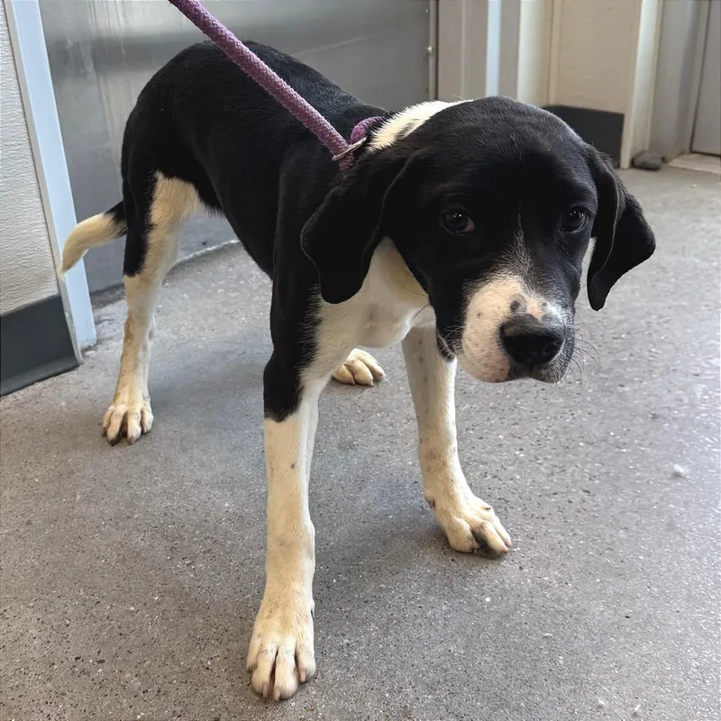 A baby medium-sized female Black Mixed Breed dog named Cookies and cream for adoption in Las Cruces, NM