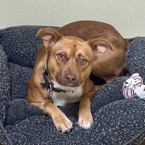 A young medium-sized male Terrier dog named Stone for adoption in Walnut Creek, CA