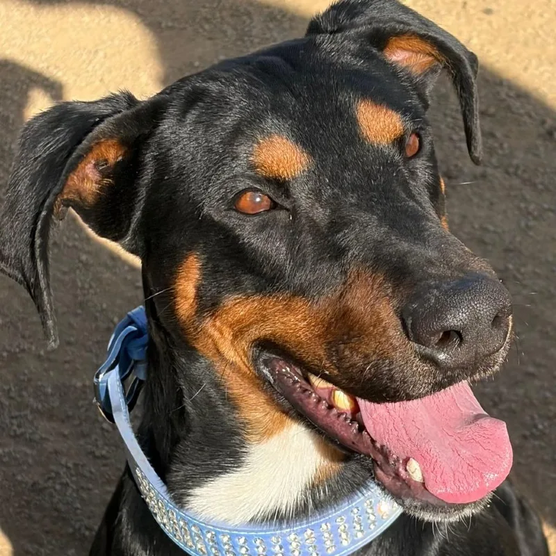 An adult large-sized male Black Doberman Pinscher dog named Prancer for adoption in Kanab, UT