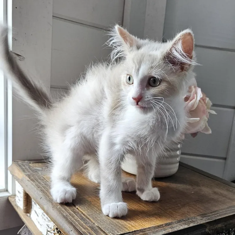A baby small-sized female White Domestic Short Hair cat named Willow for adoption in Alma, WI
