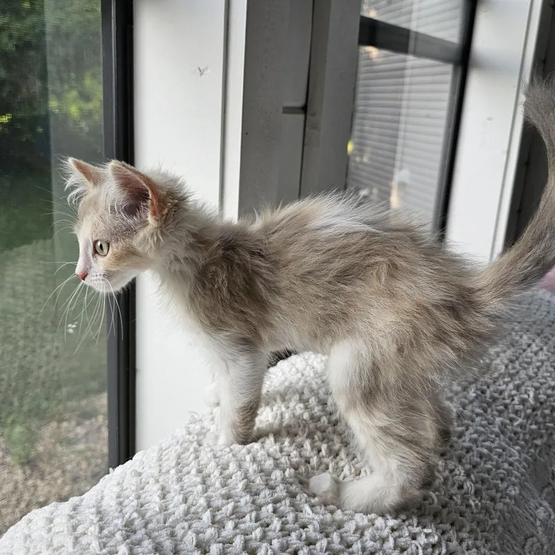 Willow thumbnail 3
