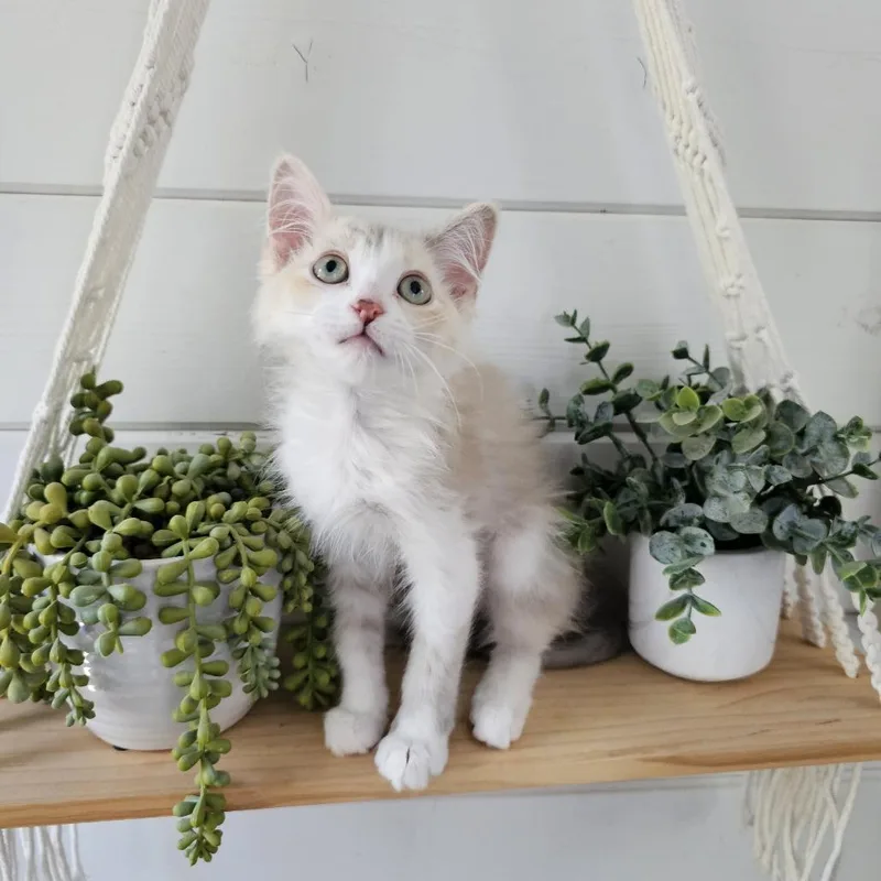 Willow thumbnail 6