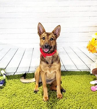 A young medium-sized female Brown / Chocolate Labrador Retriever dog named Briss for adoption in Castro Valley, CA
