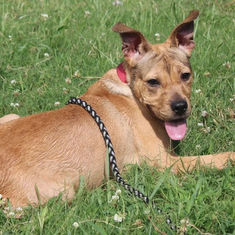 A young medium-sized female Yellow / Tan / Blond / Fawn Mountain Cur dog named Dirty Diana for adoption in Cleveland, MS