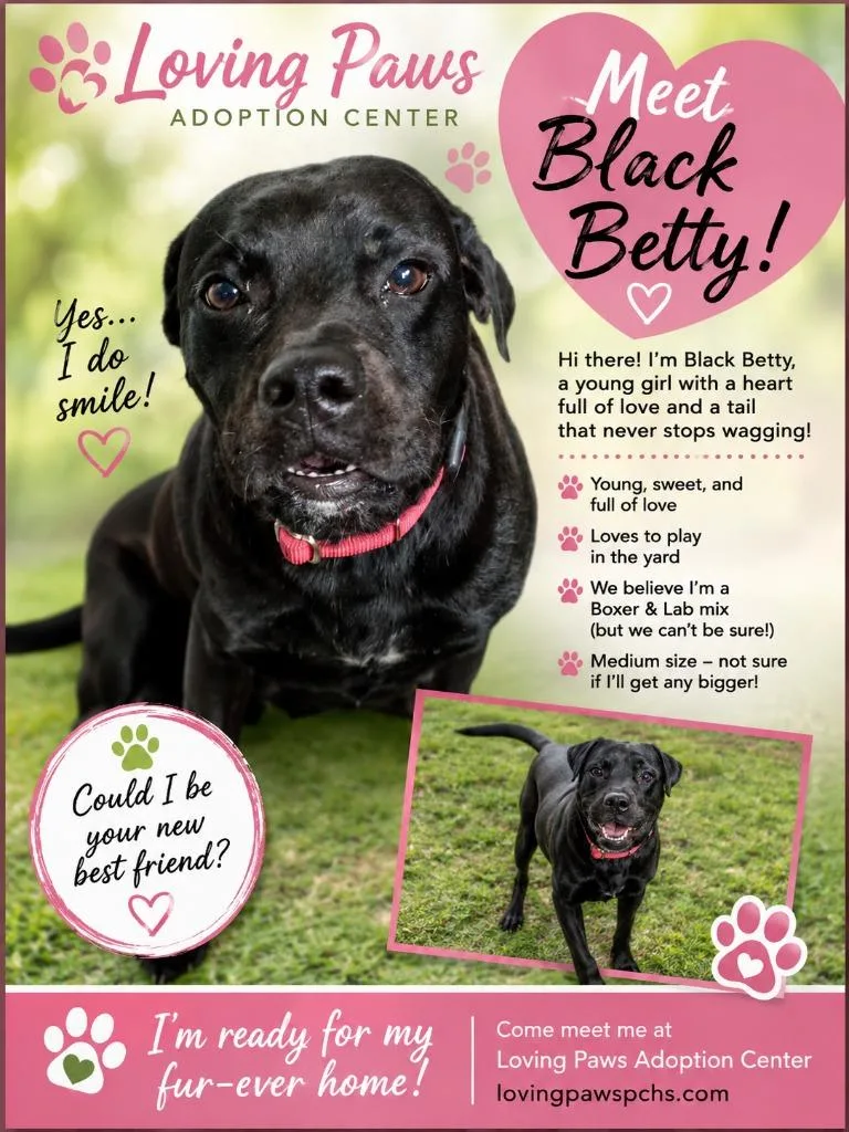 A young medium-sized female Mixed Breed dog named Black Betty for adoption in Crocker, MO