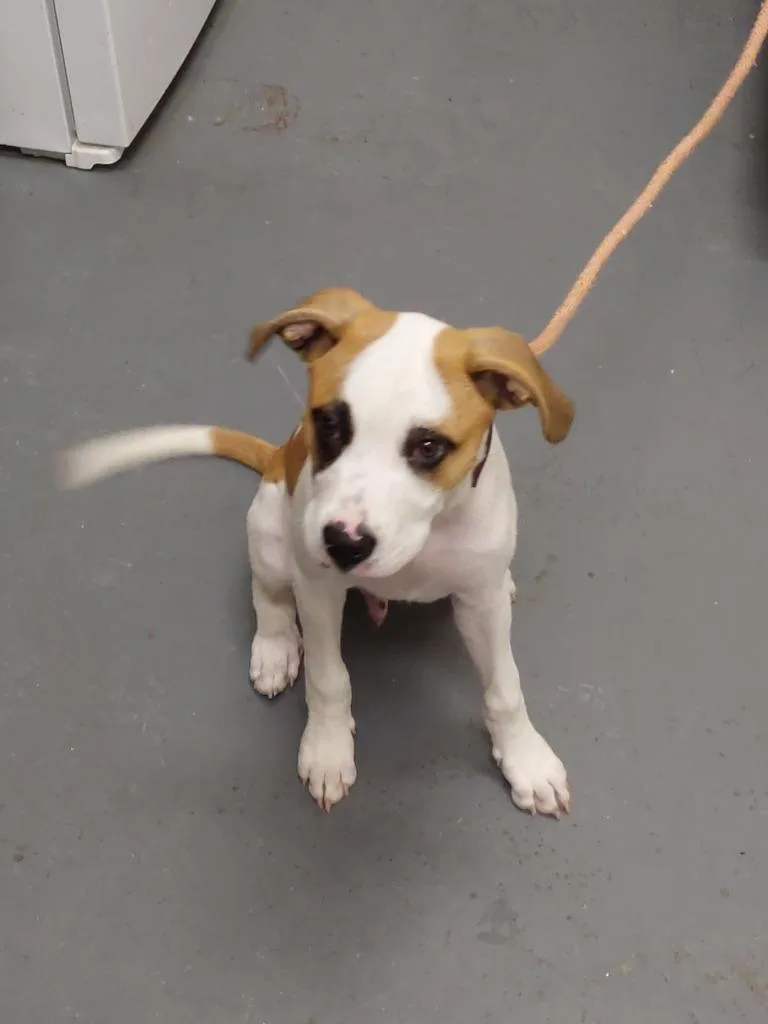 A baby medium-sized male Catahoula Leopard Dog dog named 2026-07-092 for adoption in Winder, GA