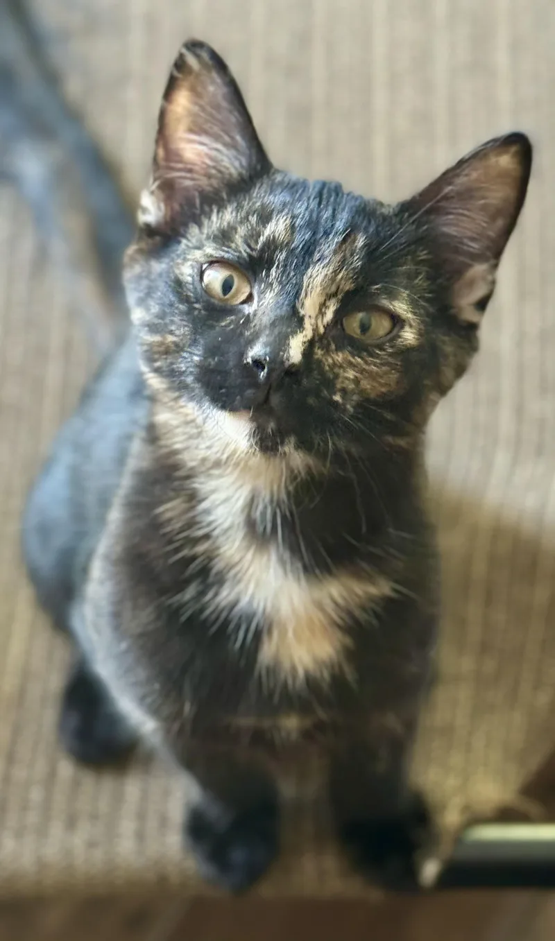 A baby small-sized female Tortoiseshell cat named Helios for adoption in Des Moines , WA