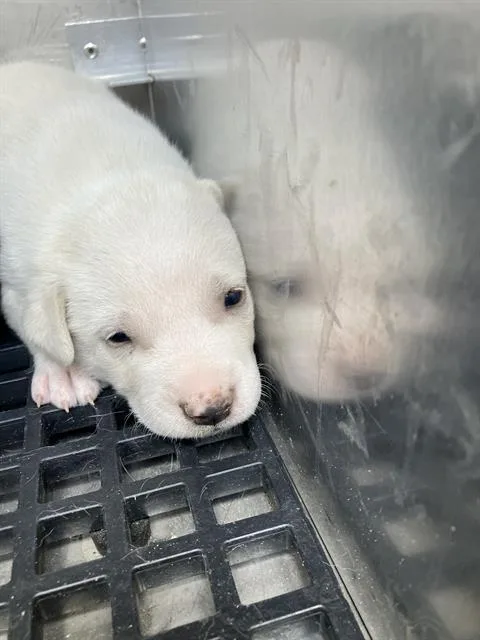 A baby small-sized female Mixed Breed dog named Venu for adoption in Dallas, TX
