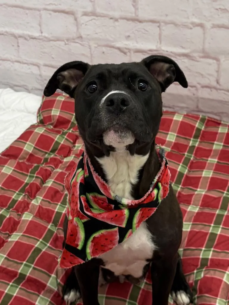 An adult medium-sized male Mixed Breed dog named Potpourri for adoption in Detroit, MI